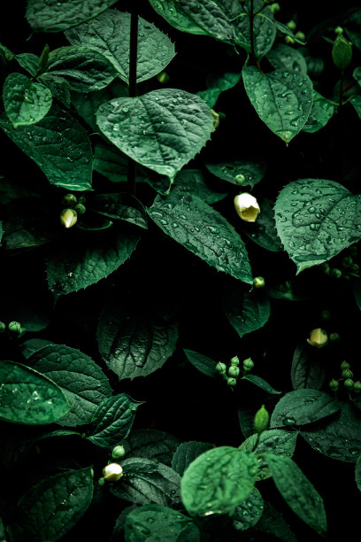 晨露在树叶上摇曳图片下载