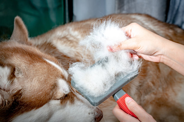 一张棕色的西伯利亚哈士奇的照片，脱落，躺在地毯上，他的主人刷掉掉的毛。与一个转换器为梳理的想法和梳理定期为狗的健康。图片下载