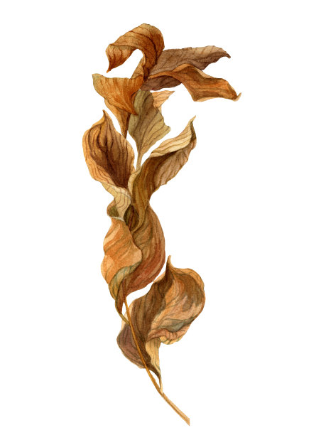 在白色背景上孤立的葡萄树干叶的水彩画插图。图片下载