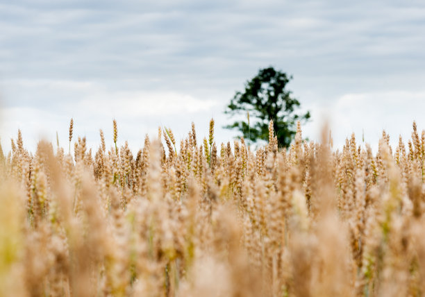 麦田和模糊的树在背景图片下载
