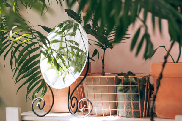 镜子和盆栽室内植物在家里的桌子上。Biophillia设计。都市丛林。图片下载