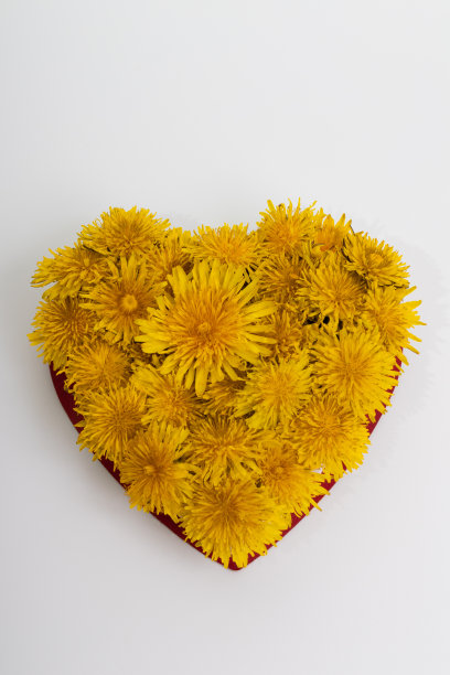 蒲公英开心形的黄色花朵。图片下载
