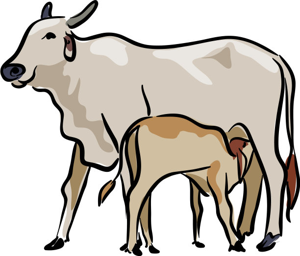 母牛和小牛喝着母牛的奶图片下载