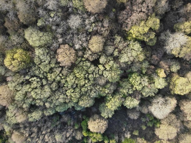 从上面顶图片下载