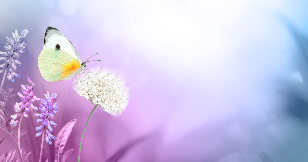 野生草地上的白蝴蝶特写，在春天或夏天毛茸茸的花。图片下载