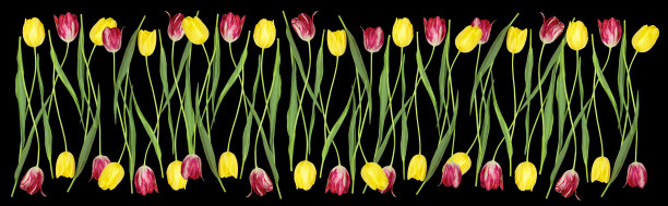 图案从红色和黄色郁金香孤立在一个黑色的背景。全景视图，平面，拷贝空间。图片下载