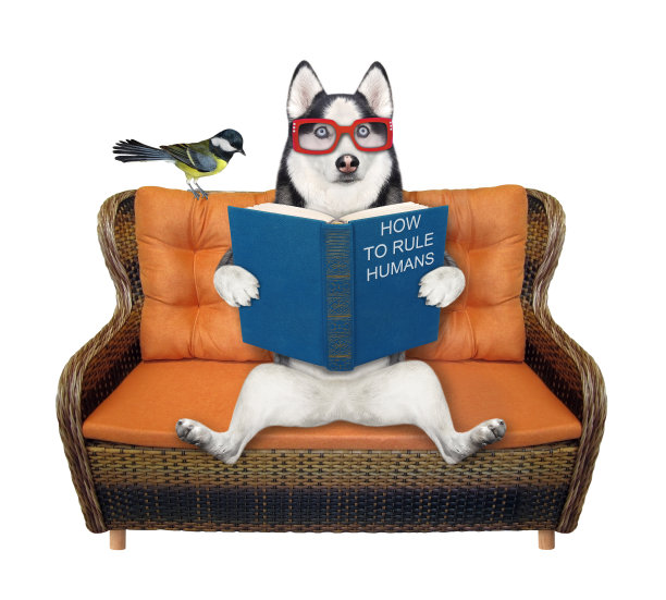 狗哈士奇在柳条沙发上看书图片下载