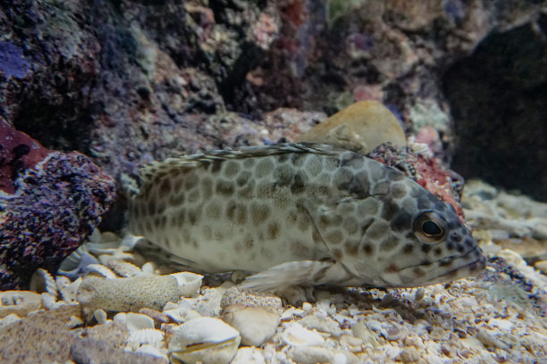 石斑鱼和珊瑚礁一起游泳图片下载