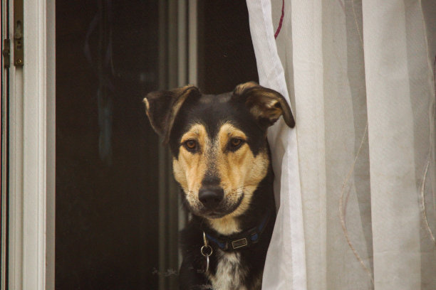 狗看着窗外图片下载