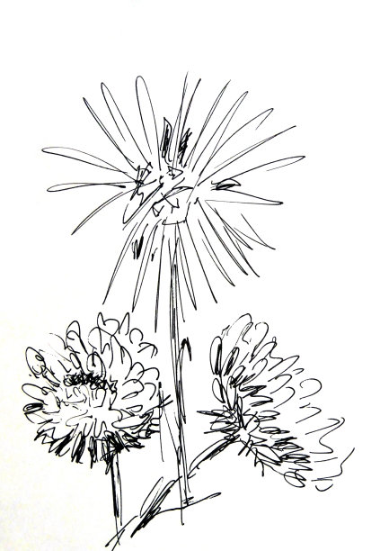 紫菀和菊花的黑白线形图画图片下载