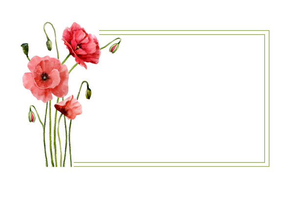 优雅的矩形框架与水彩草甸红罂粟。花和花蕾。手绘水彩插图。图片下载