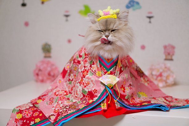 女儿节猫咪图片下载