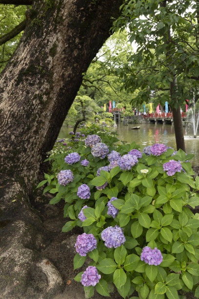 绣球花图片下载