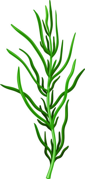 深绿色海草或马尾藻图片下载