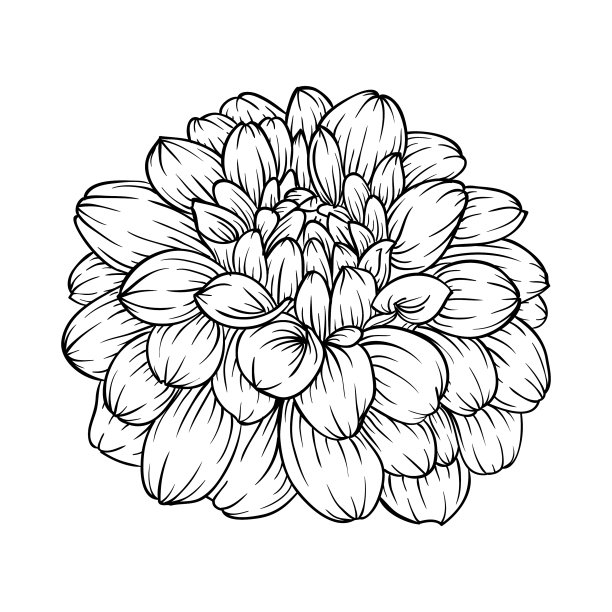 黑色和白色的大丽花孤立图片下载