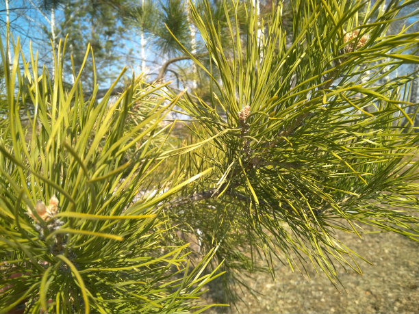 亮绿色针叶树松树图片下载