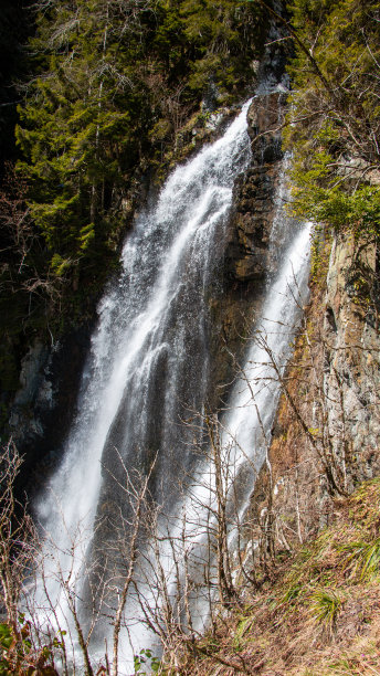 瀑布流过松树图片下载