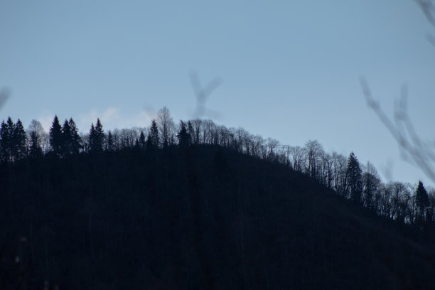 蓝天下，山顶上倒下的树的剪影图片下载