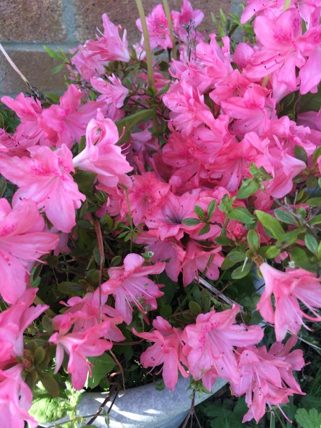 粉红色的图片下载