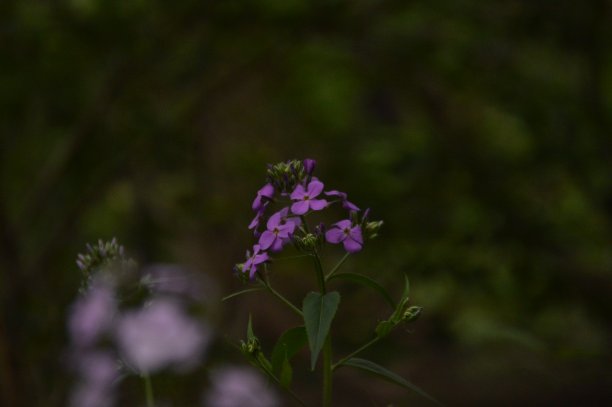 的Flowerino图片下载