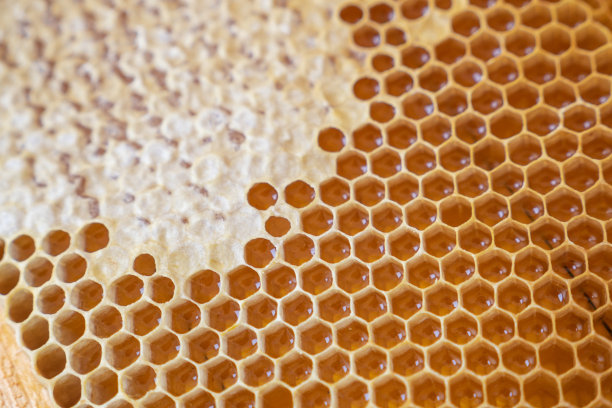 蜂窝的帧。新鲜的蜂蜜。天然有机蜂产品。健康的生活方式。特写照片。图片下载