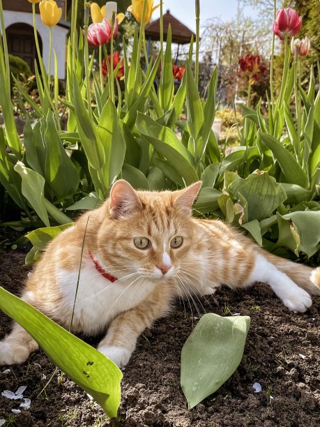郁金香花里的黄色小猫被逗乐了图片下载