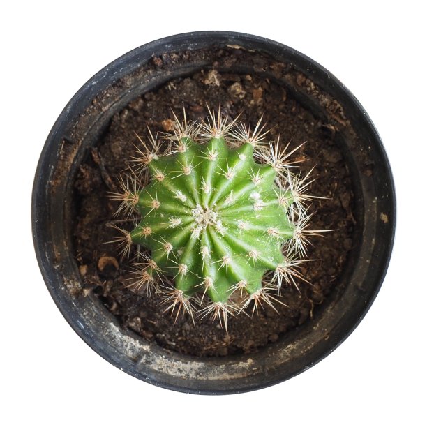 仙人掌(仙人掌科)植物，孤立于白色之上图片下载