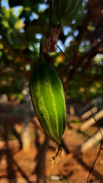 光和影在新鲜的kundri图片下载