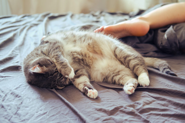 睡在一个女人旁边的床上的有趣的猫图片下载