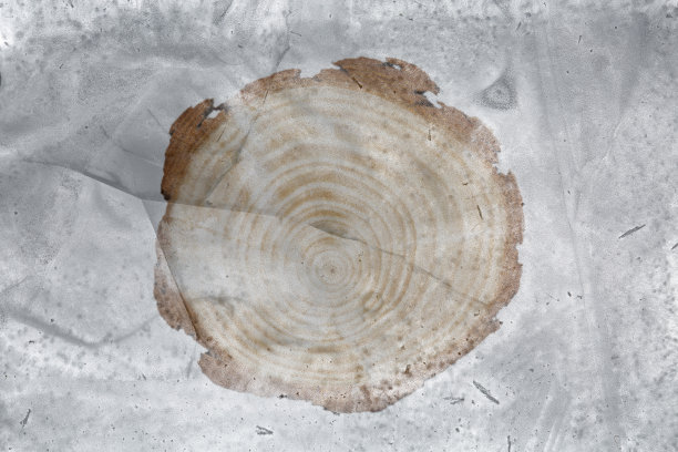 原木切片图片下载