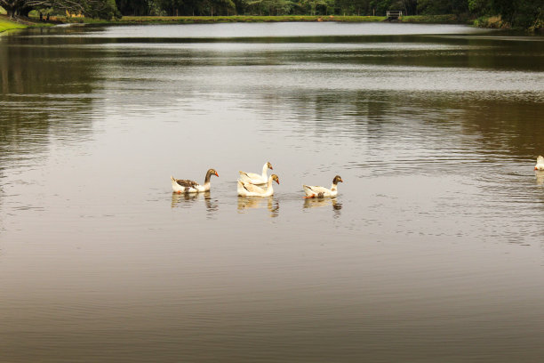 鸭子在湖里游泳。早春。图片下载
