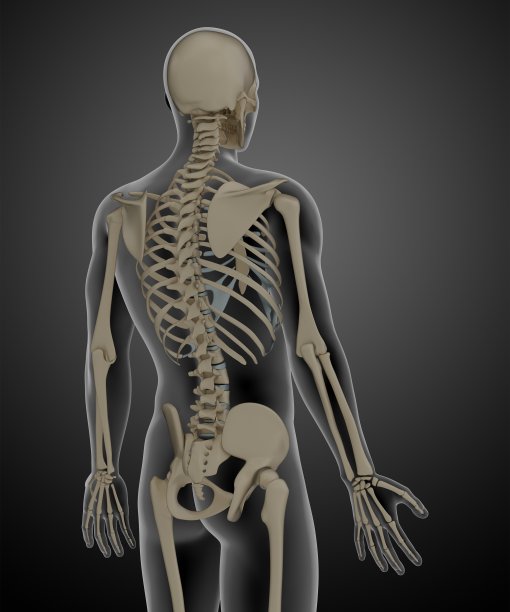 骨骼解剖的三维渲染插图图片下载