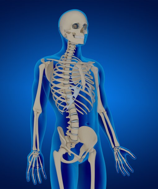 骨骼解剖的三维渲染插图图片下载