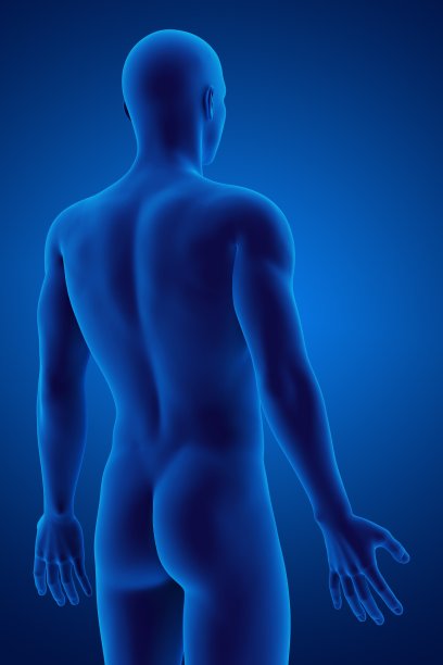 人体解剖学的3d渲染图片下载