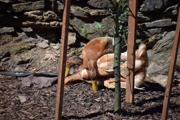 奥平顿鸭子图片下载