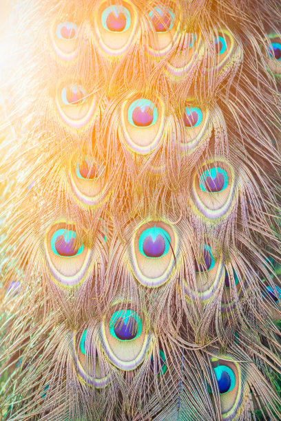 图案的孔雀羽毛与温暖的光图片下载