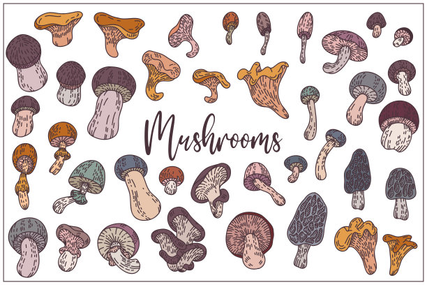 蘑菇集是手绘，涂鸦图形。秋天的森林。矢量插图。孤立在白色背景上。彩色时尚的平面设计。轮廓的风格。用于纺织品，墙纸，卡片设计。图片下载