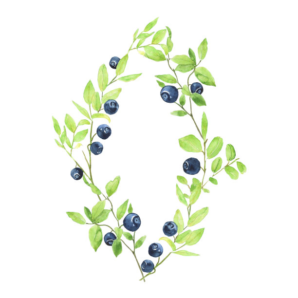 框架蓝莓孤立在白色背景。越桔水彩手绘插图。副本的空间。完美的卡片，横幅，封面，印刷。图片下载