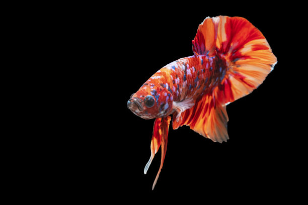 多色的斗鱼在泰国孤立的黑色背景。橙色暹罗斗鱼与复制空间的动人瞬间。图片下载