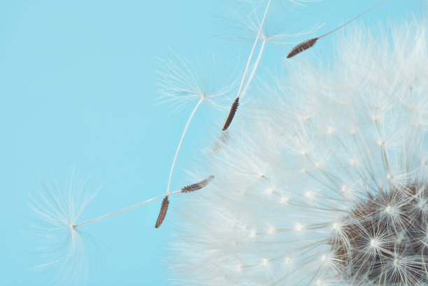 白色的蒲公英在蓝色的背景。宏。现场全系图片下载