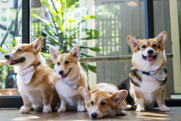可爱的棕色威尔士柯基坐在木地板上学习，在家里看着主人。两只柯基狗在房间里和人玩。狗训练或关系动物概念。图片下载