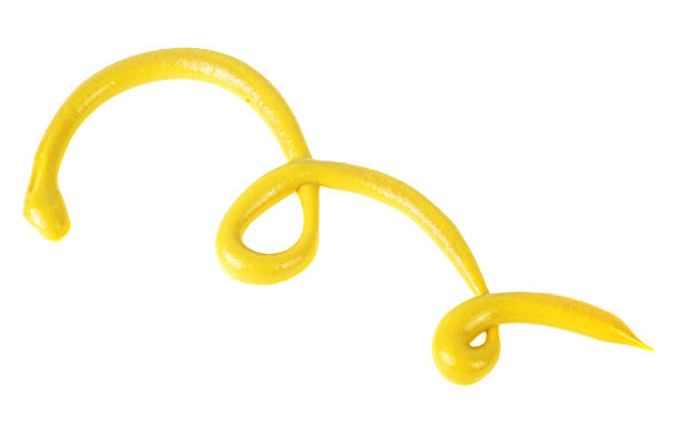 黄色的芥末酱孤立在白色的背景。辣酱洒了。图片下载