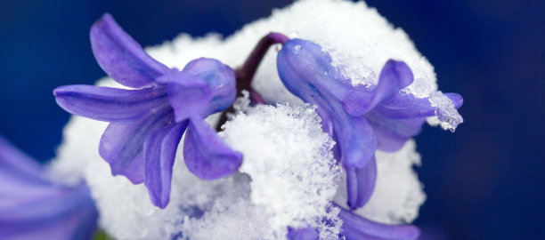 雪中的紫色风信子的特写。春天的背景。图片下载