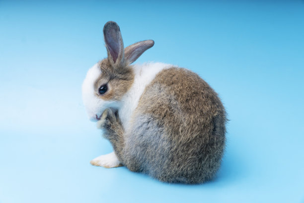 可爱可爱的棕色和白色兔子清洁毛茸茸的同时，坐在孤立的蓝色背景。可爱的小兔子独自坐在蓝色的背景上。复活节的概念图片下载