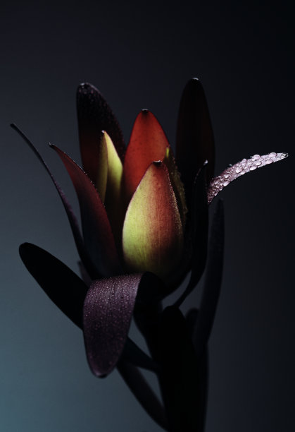 亮湿花瓣花图片下载