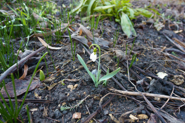 2月份普通雪花莲的一朵白色花图片下载