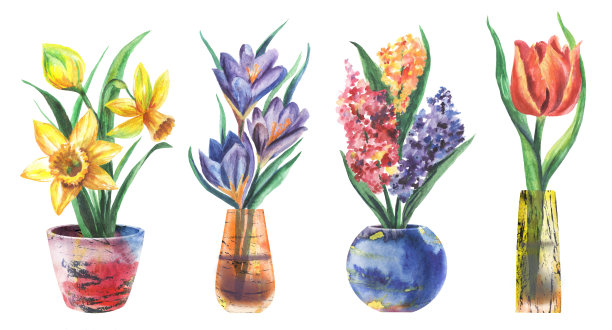 水彩花水仙花，番红花，风信子，郁金香在盆栽图片下载