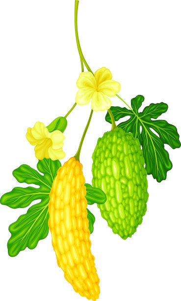 苦瓜或热带苦瓜图片下载