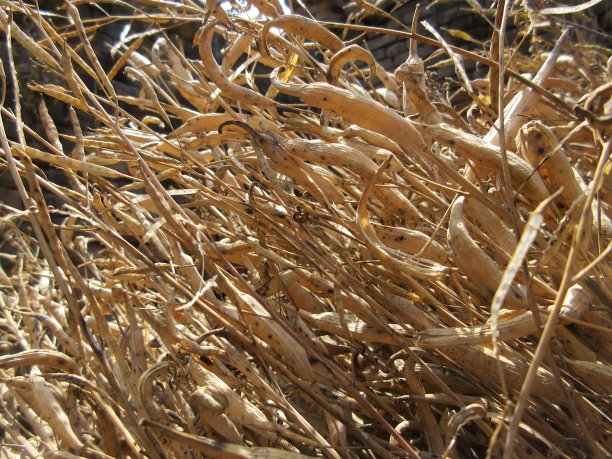 收获的芥菜和采集的芥菜荚进一步加工图片下载