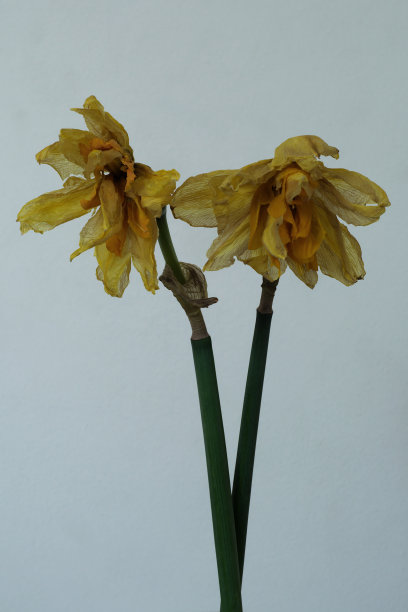 两朵枯萎的水仙花图片下载